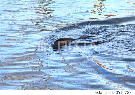 釣り　釣り針に掛かったアメマス　大きい 雨鱒 120594788