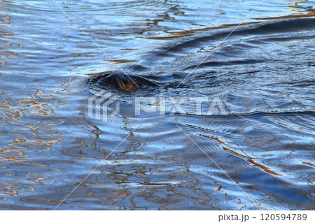 釣り　釣り針に掛かったアメマス　大きい 雨鱒 120594789