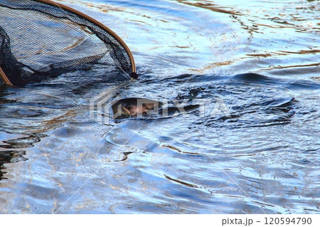 釣り　ネットインするアメマス　大きい 雨鱒 120594790