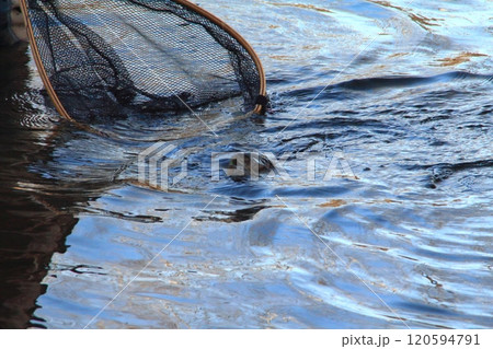 釣り　ネットインするアメマス　大きい 雨鱒 120594791