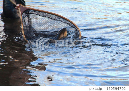 釣り　ネットインするアメマス　大きい 雨鱒 120594792