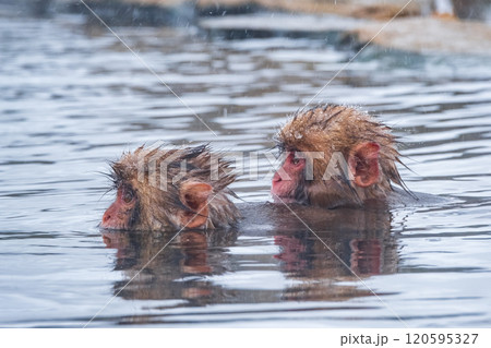 スノーモンキー（地獄谷野猿公苑） 120595327