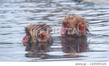 スノーモンキー（地獄谷野猿公苑） 120595328