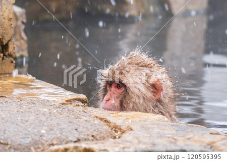 スノーモンキー（地獄谷野猿公苑） 120595395