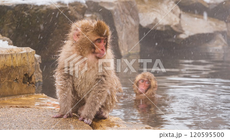 スノーモンキー(地獄谷野猿公苑) スノーモンキー(地獄谷野猿公苑) 120595500