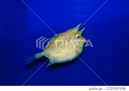 Thornback Cowfish -  Lactoria penthacantha 120595506