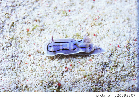 Willan's Chromodoris Nudibranch, Chromodoris willani 120595507