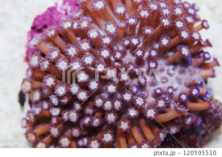 Purple Flower Pot Coral, Goniopora spp Purple Flower Pot Coral, Goniopora spp 120595510
