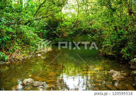 Relaxing Smooth Stream Rolling Through Rainforest on Maui, Hawaii 120595518