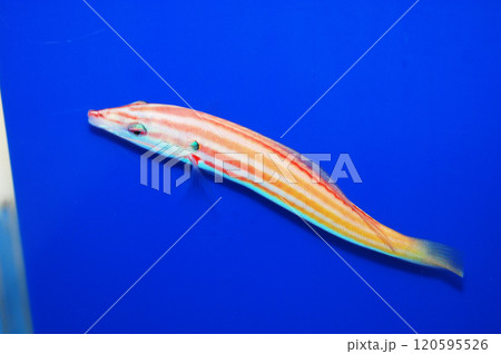 Candy Stripe Hogfish - Bodianus sepiacaudus Candy Stripe Hogfish - Bodianus sepiacaudus 120595526