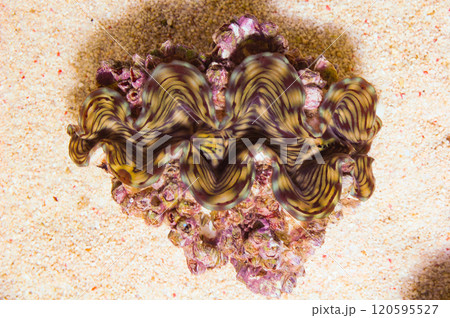 Green Edge Squamosa Clam - Tridacna squamosa Green Edge Squamosa Clam - Tridacna squamosa 120595527