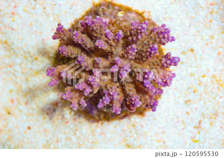 Purple Tip Bushy Acropora - Acropora spp Purple Tip Bushy Acropora - Acropora spp 120595530