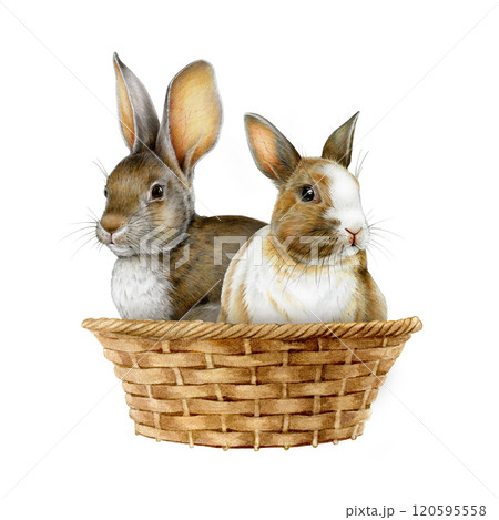 Cute bunny couple in a woven basket on white background. Hand drawn vintage style watercolor illustration. Ideal for Easter themes, holiday cards, seasonal festive decoration Cute bunny couple in a woven basket on white background. Hand drawn vintage style watercolor illustration. Ideal for Easter themes, holiday cards, seasonal festive decoration 120595558