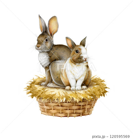 Cute bunny couple siting in a woven basket with straw on white background. Hand drawn vintage style watercolor illustration. Ideal for Easter themes, holiday cards, seasonal festive decoration 120595569
