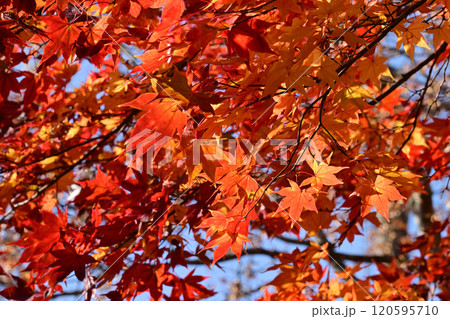 標茶中学校の並木道の紅葉 120595710
