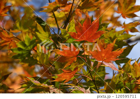 標茶中学校の並木道の紅葉 標茶中学校の並木道の紅葉 120595711