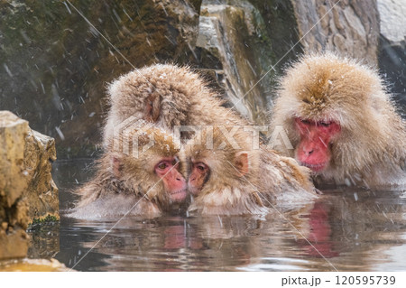 スノーモンキー(地獄谷野猿公苑) スノーモンキー(地獄谷野猿公苑) 120595739