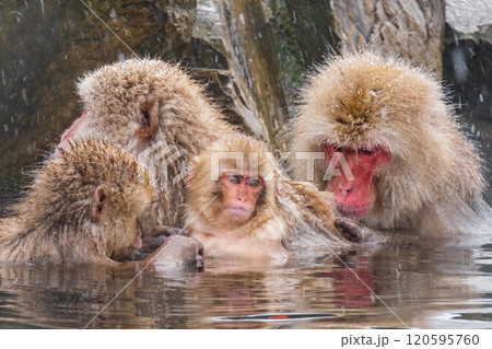 スノーモンキー（地獄谷野猿公苑） 120595760