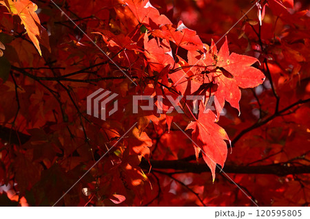 標茶中学校の並木道の紅葉 標茶中学校の並木道の紅葉 120595805