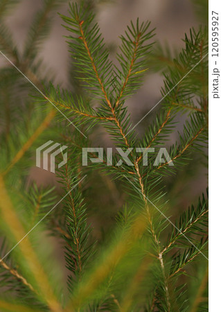 A close up of a green tree branch with brown tips 120595927