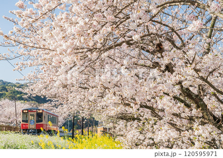 天浜線と桜 120595971
