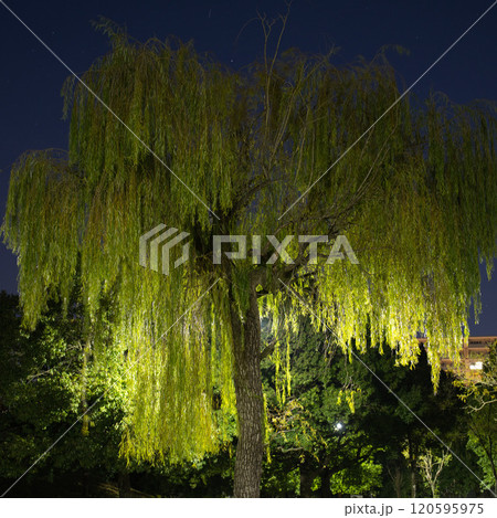 夜のシダレヤナギの木 夜のシダレヤナギの木 120595975