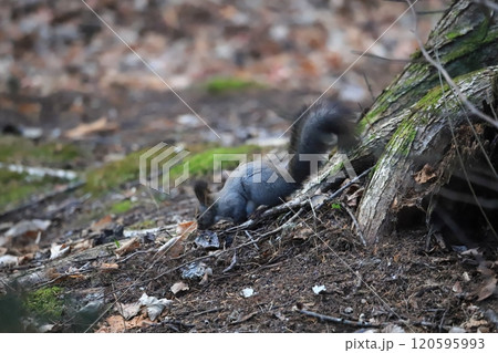 初冬の森　冬支度するエゾリス 120595993