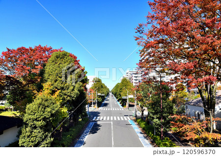 光が丘／四季の香公園周辺(東京都練馬区)【2024.11】 120596370