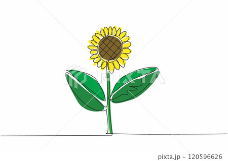 Single one line drawing a stalk of sunflower. Growing strong, fresh and giving joy from its color. The leaves are useful as a wound healer. Kansas Day. Continuous line design graphic illustration Single one line drawing a stalk of sunflower. Growing strong, fresh and giving joy from its color. The leaves are useful as a wound healer. Kansas Day. Continuous line design graphic illustration 120596626