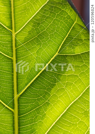 フィカスアルテシマ 120596824