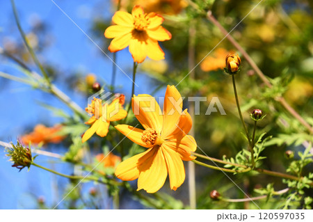 キバナコスモス（黄花秋桜） 120597035