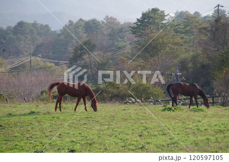 草原にたたずむ馬 120597105