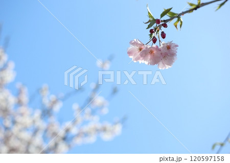 桜　花　満開　春 120597158