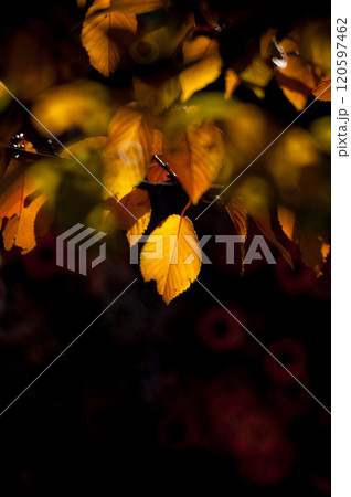 信濃川・やすらぎ堤の桜の紅葉 120597462