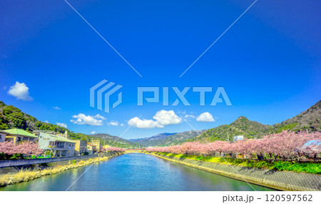 静岡県・河津町　河津桜 120597562