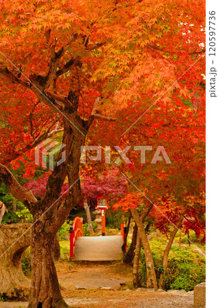真っ赤な紅葉 真っ赤な紅葉 120597736
