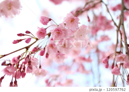 桜　花　満開　春 120597762