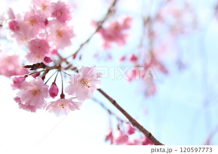 桜　花　満開　春 120597773