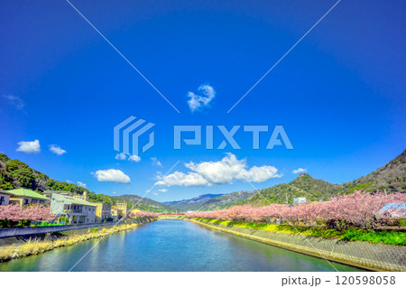静岡県・河津町　河津桜 120598058