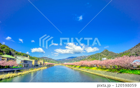 静岡県・河津町 河津桜 静岡県・河津町 河津桜 120598059