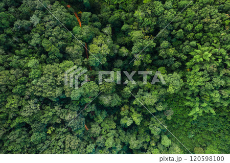 Aerial forest,Green forest and nature, Aerial view of trees in forest Aerial forest,Green forest and nature, Aerial view of trees in forest 120598100