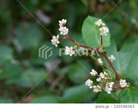 小さなツルソバの花 小さなツルソバの花 120598363