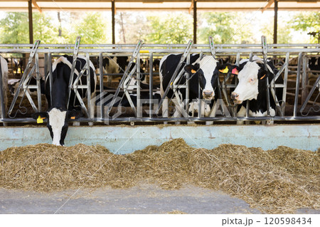 Cows eating hay in outdoor cowshed on dairy farm 120598434