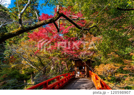 京都、槙尾山西明寺の参道 120598907