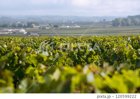 ボルドーのメルローの畑 120599222