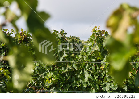 ボルドーのメルローの畑 120599223