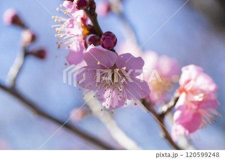 ピンクの梅の花 ピンクの梅の花 120599248