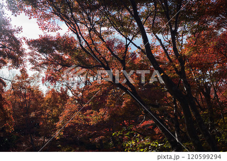 京都の秋紅葉狩り 120599294