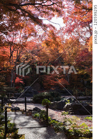京都の秋紅葉狩り 120599295