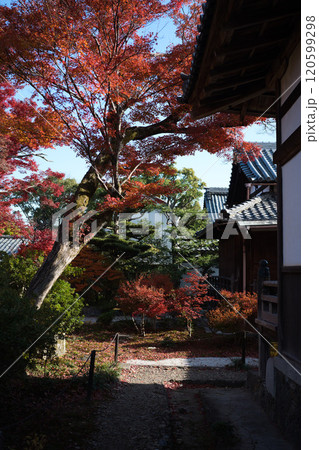 京都の秋紅葉狩り 120599298